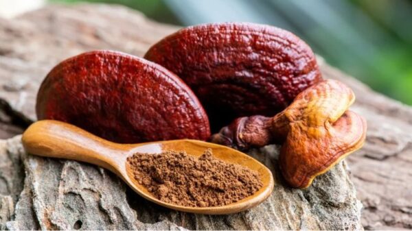 how-to-ganoderma-reishi-mushroom-powder-at-home